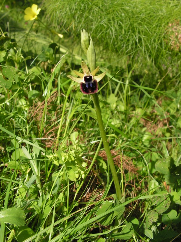 Ophrys